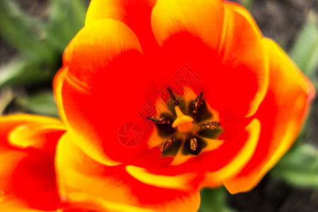 春花园的橙色郁金图片