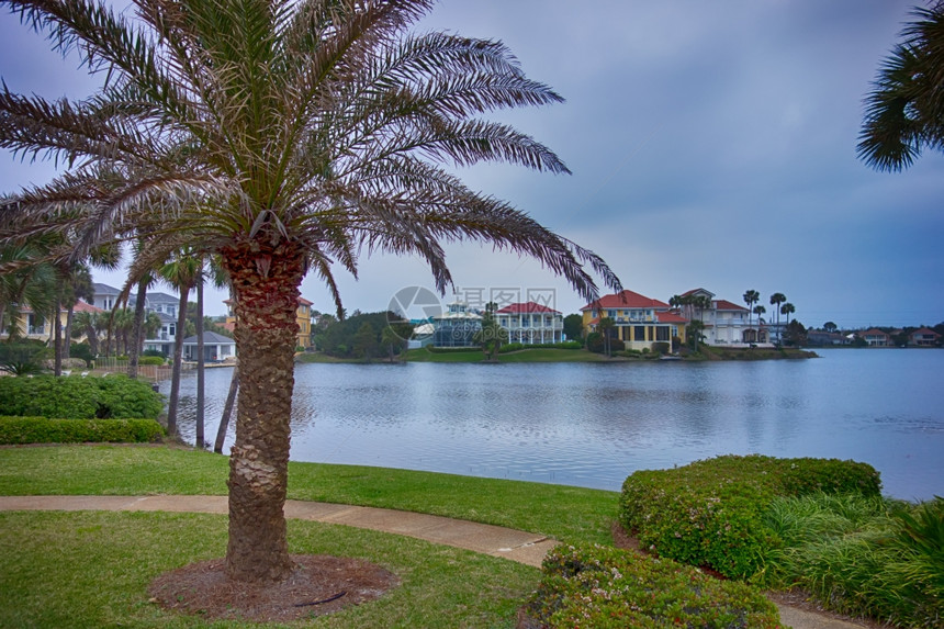 佛罗里达的海滨观光鸟和棕榈树图片