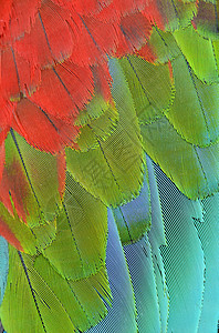 猩红色金刚鹦鹉羽毛的特写图片