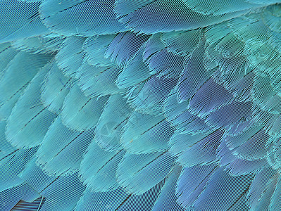 蓝色和黄金刚鹦鹉翅膀羽毛图片