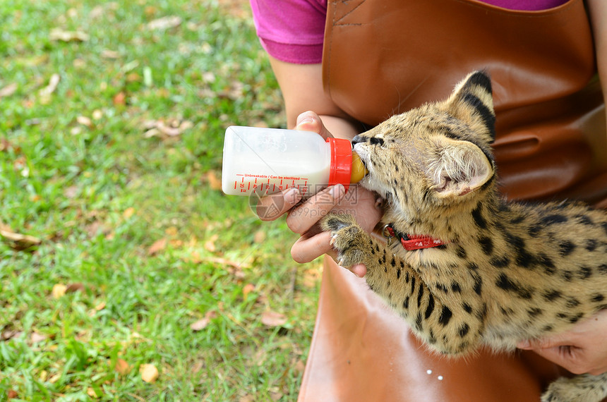动物园管理员照顾和喂养小豹子图片