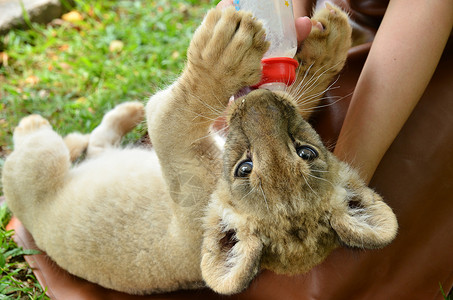动物管理员动物园管理员喂养小狮子背景
