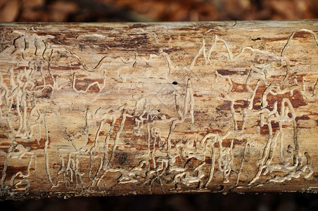 树皮甲虫痕量图片