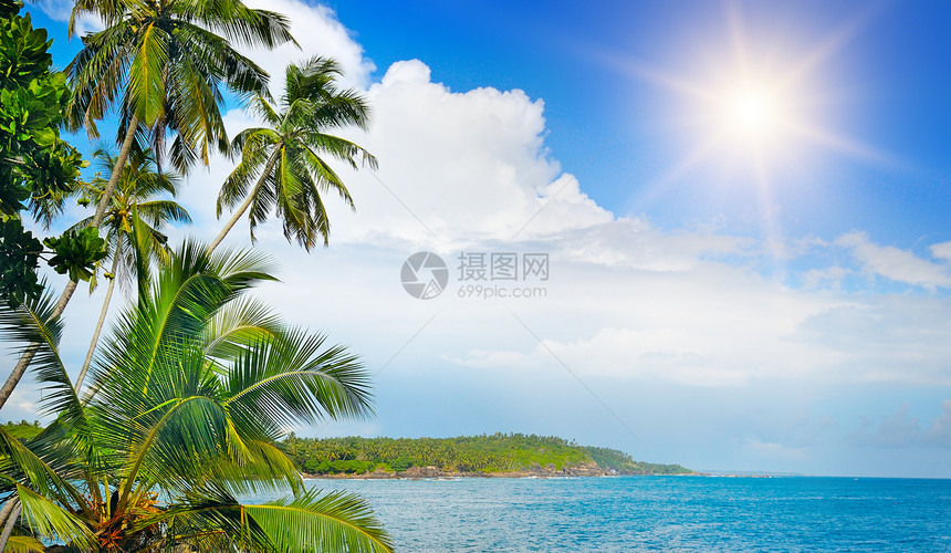 海洋沿岸椰子棕榈图片