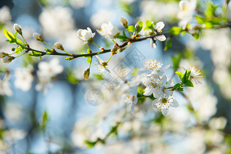 杏树开花图片