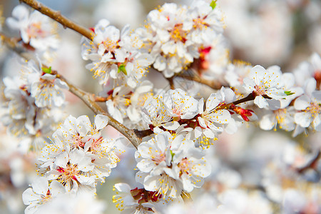 花朵香季的杏仁树图片