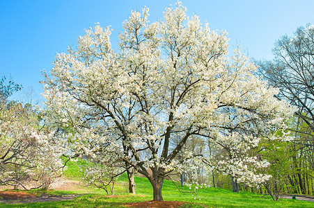 春天盛开的美丽木兰花树图片
