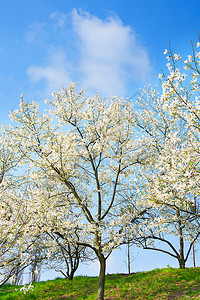 春花中美丽的木兰树图片