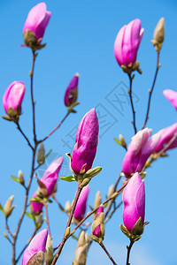 清晨阳光下木兰花的粉红芽高清图片