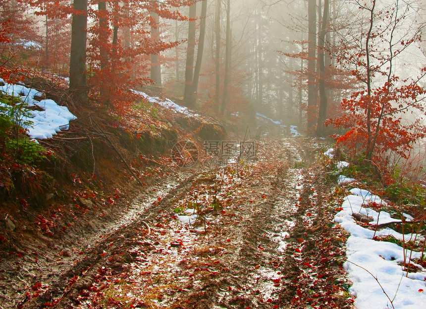 森林中肮脏的道路和雾图片