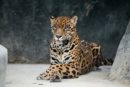 动物园中的美洲豹高清图片