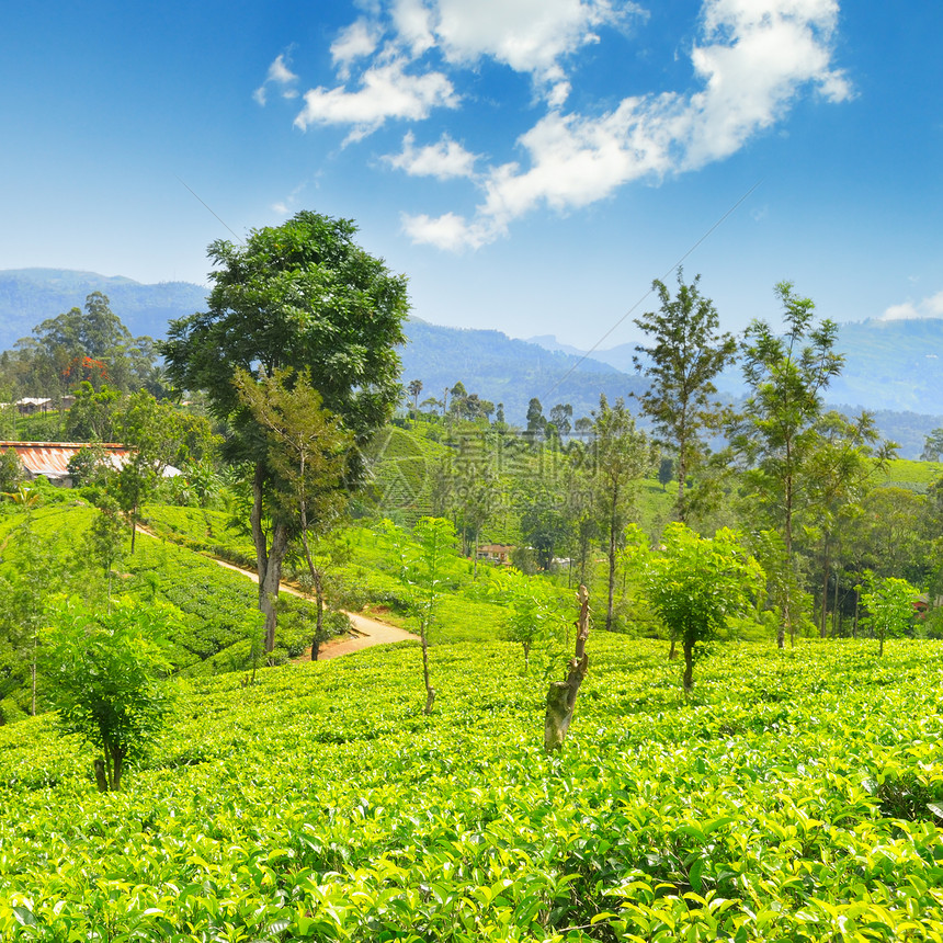 在光滑的山丘上种植茶叶图片