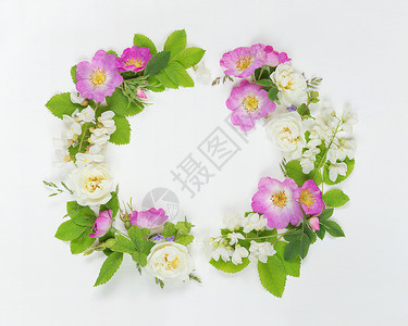 由粉红色野玫瑰和白蝗虫花组成的古老风格装饰成分白底带绿叶的色蝗虫花背景图片