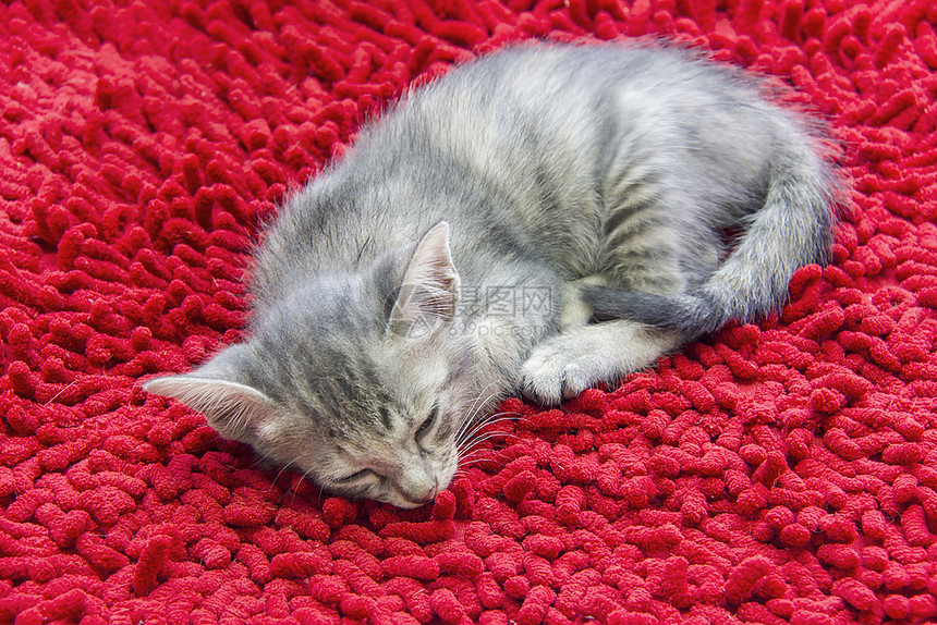 睡在红地毯上动物背景的灰色短毛小猫图片