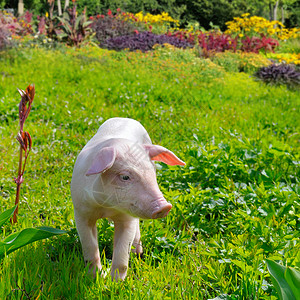 绿草和鲜花背景上的猪图片