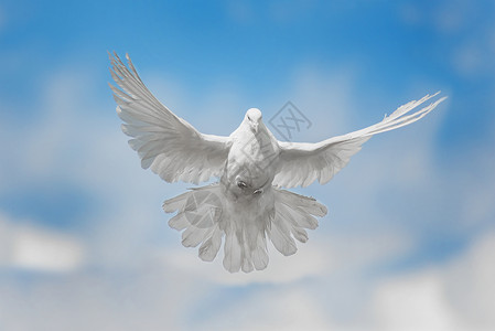 白鸽带着白云在蓝天上飞翔图片