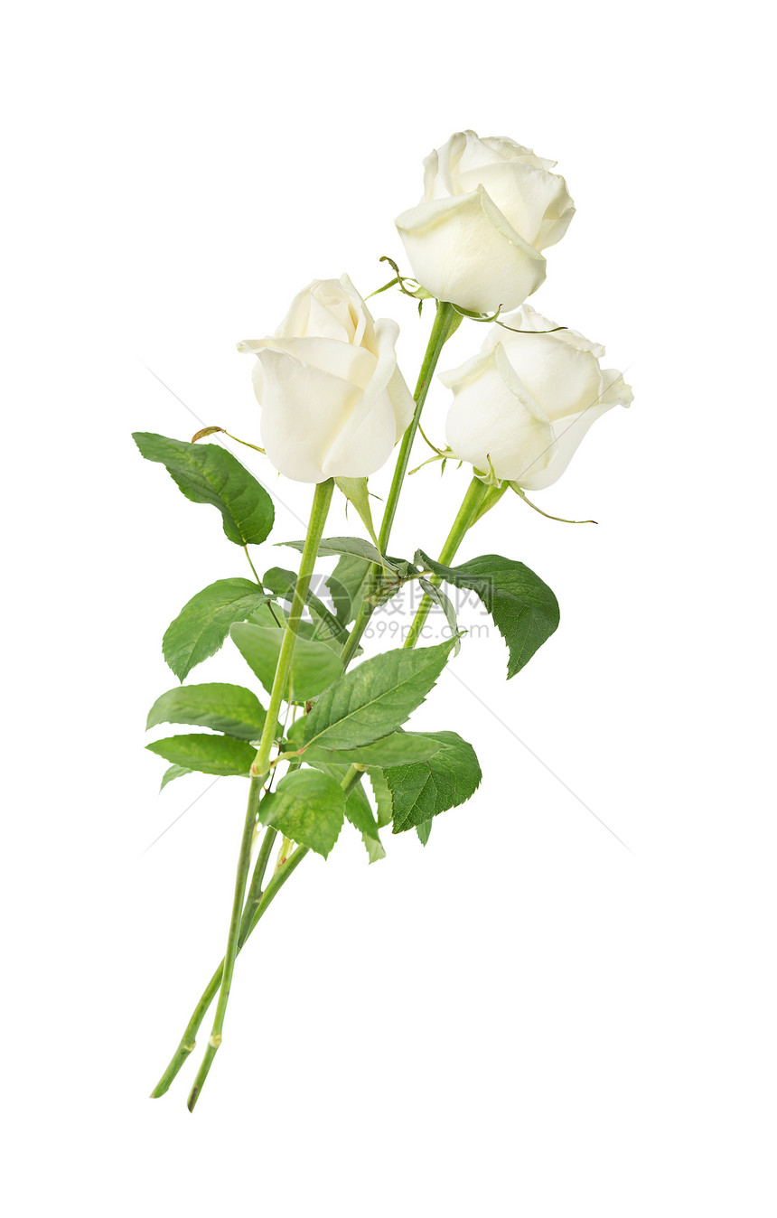 三朵白色玫瑰的优雅花束长干上三朵白色玫瑰绿叶子隔在白背景上图片