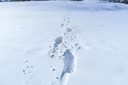 雪中的脚步图片