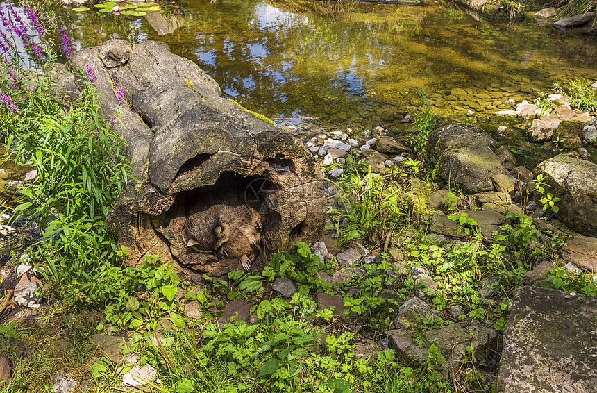 浣熊栖息像动物摄影用浣熊及其特定栖息地从德国普福兹海姆的野生公园图片
