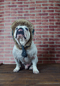 长着冬帽的老法国斗牛犬肖像图片