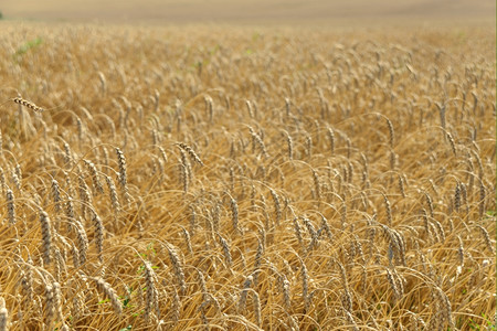 田地上有许多金色的成熟麦子图片