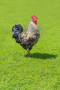 美丽的小鸡漂亮的红冠和黑尾巴在绿草野外行走图片