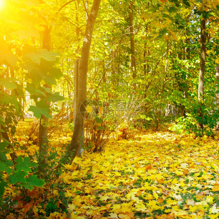 秋林黄色的叶和日出图片