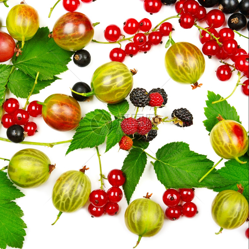 白底孤立的黑莓和红草鹅黑图片