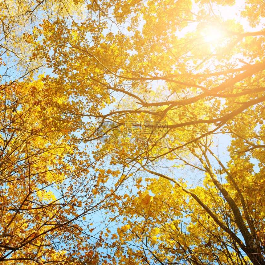 树枝和黄秋叶与蓝天对立图片