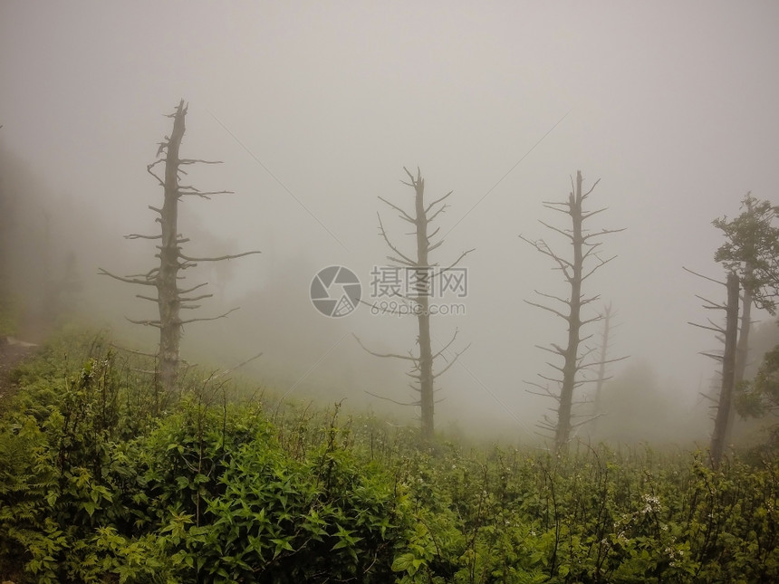 北卡罗莱纳部有烟山的阿巴拉契亚小径沿线图片