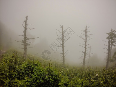 北卡罗莱纳部有烟山的阿巴拉契亚小径沿线图片