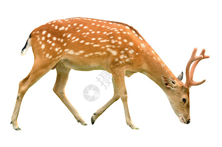 白色背景上孤立的雄sika鹿高清图片
