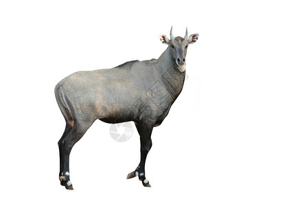 零盖隔离区印度羚羊高清图片