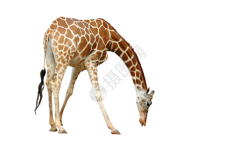 长颈鹿脖子在白色背景上孤立的长颈鹿背景