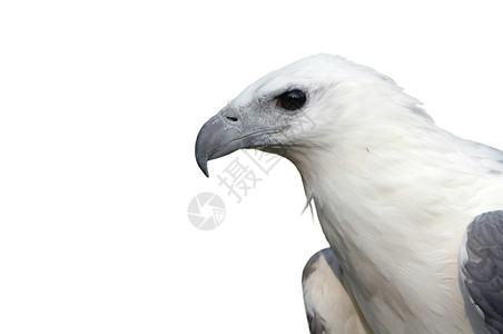 在白色背景上被孤立的白旗海鹰图片
