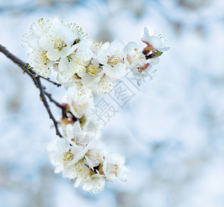 白樱花满的露珠洒在蓝天上图片