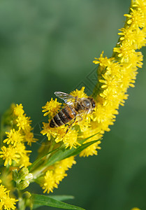 蜜蜂在黄花的树枝上高清图片