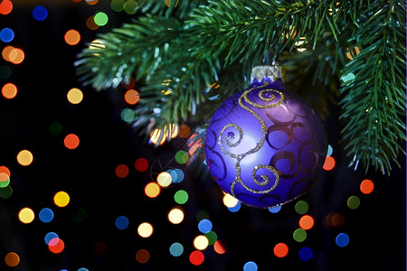 紫色圣诞节舞会挂在有彩色bokeh的黑色背景圣诞节树枝上图片