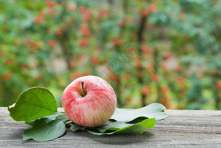 花园旧板上的鲜条纹苹果图片