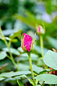 绿色树叶背景上明亮的粉红玫瑰芽图片