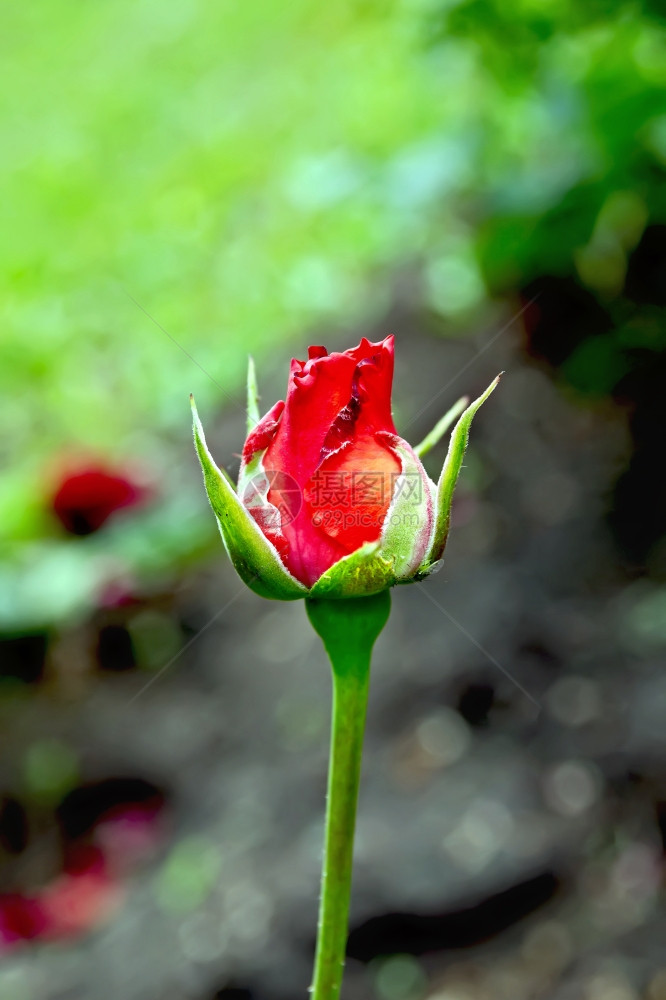 红玫瑰在绿树叶背景的色上露出盛芽图片