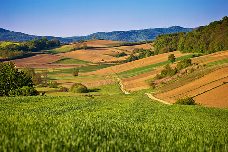 在克罗亚蒂的frigoje地区对田和草的景色高清图片