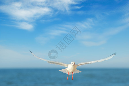 海鸥飞向蓝天图片