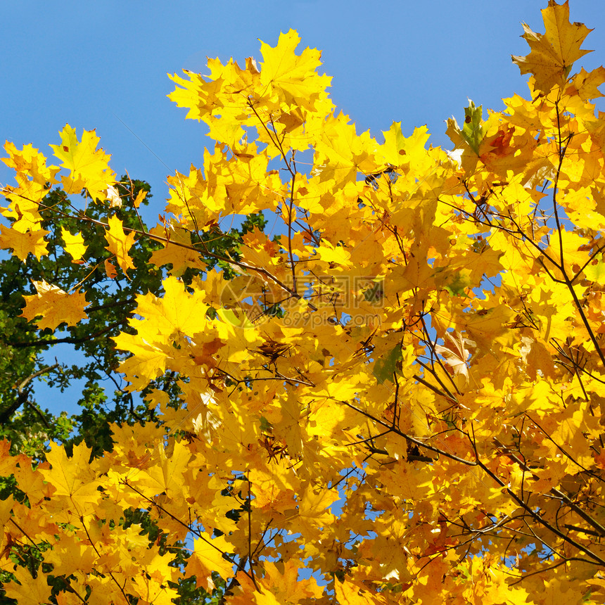 树枝和黄秋叶与蓝天对立图片