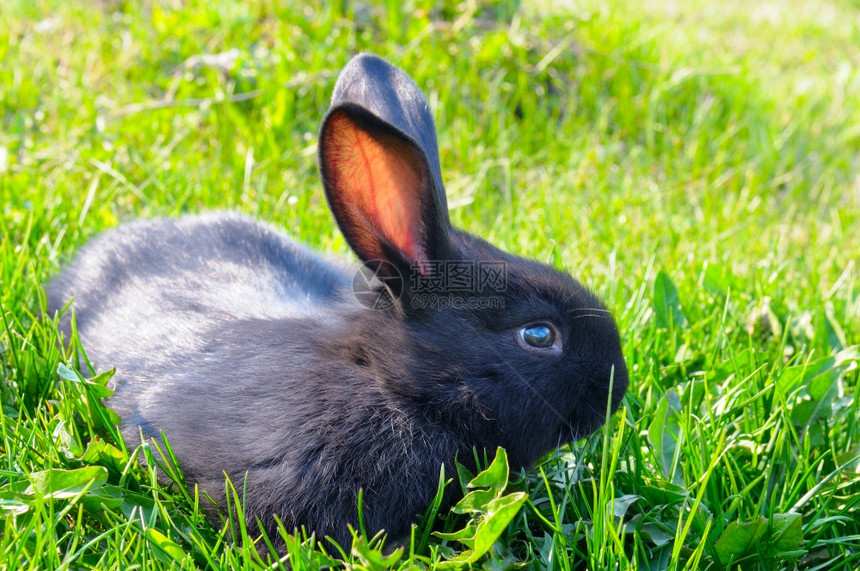 绿色草原上的小兔子图片