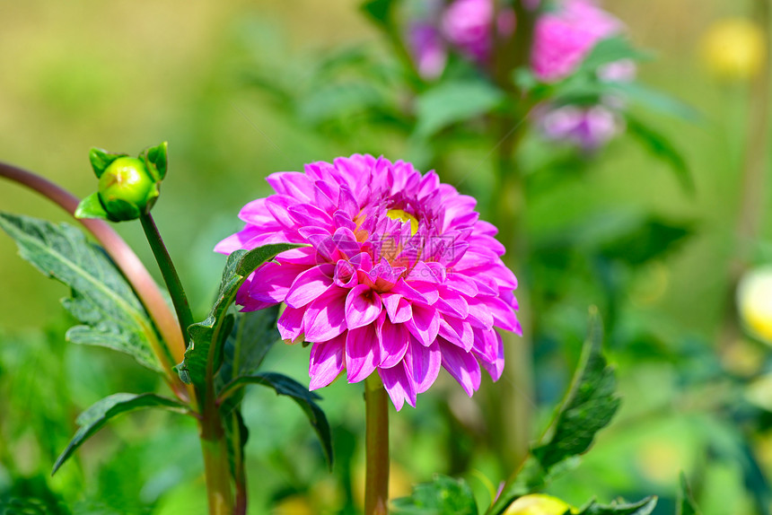 聚焦于花朵的特写镜头图片