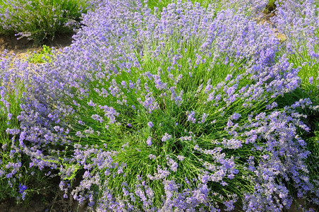 考文特花园在夏日的田野中开花熏衣草丛中背景