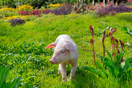 粉红色的动物绿草和鲜花背景上的猪背景