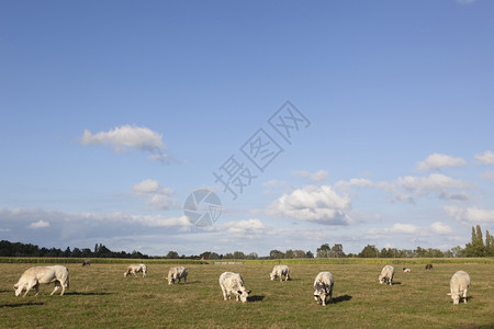 在阳光明媚的夏日下白牛在清阳和间草地的白牛中图片