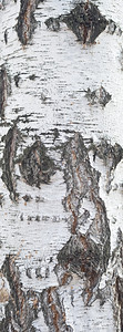 桦树的树皮纹理图片